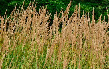 A light breeze rustles the blades of grass, dry grass