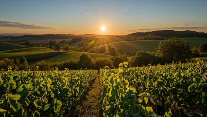 Sunrise casting a golden glow over expansive vineyard fields in a celebrated wine district