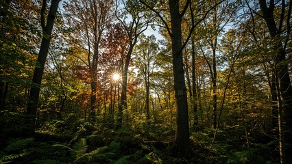 Obraz premium A tall woodland canopy allows sunlight to stream down, casting patterned light over the vibrant green undergrowth.