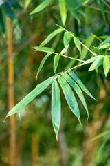 The green bamboo leaves under the brilliant sunshine in the park