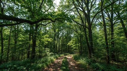 Obraz premium Summer view of a flourishing forest