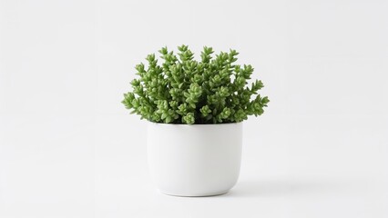Succulent housed in a planter against white background