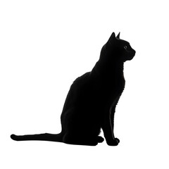 Silhouette of a Black Cat:  Night Pet, Dark Feline, Mysterious Animal