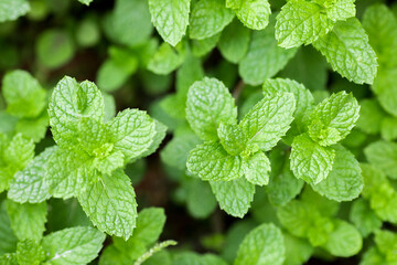 Outdoor thriving green mint
