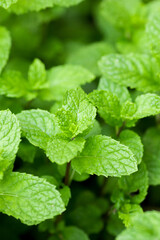 Outdoor thriving green mint