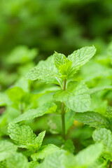 Outdoor thriving green mint