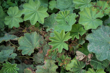 Closeup on the green distinctive foliage of garden lady's-mantle or lady's-mantle, Alchemilla mollis