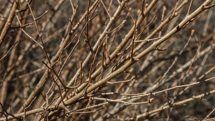 Fototapeta premium Thin twigs