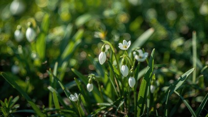 Obraz premium Delicate white blossoms herald the onset of spring