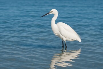 Obraz premium Small egret resting in the open sea