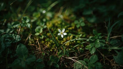 Forest and Garden Scenery Featuring Ornithogalum Blossoms