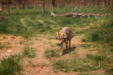 Lone Wolf Walking Through a Grassy Field