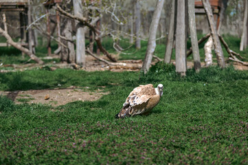 Tan and Brown Bird in a Green Grassy Enclosure