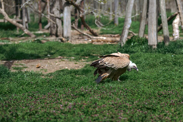Light Brown Vulture Walking Through Green Field with Trees