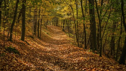 Fototapeta premium Leaf-strewn path winding through a forest in fall