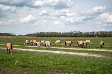 Hortobágy Wild Horses Przewalski's in the Hungarian Puszta