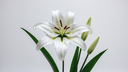 Fototapeta premium Isolated White Lily Against a White Backdrop