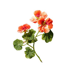A sprig of vibrant orange flowers with round, scalloped leaves
