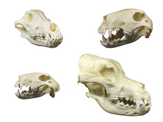 Skull on a transparent background, animal skulls, Gothic style.