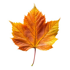 Fototapeta premium A vibrant orange maple leaf, isolated on transparent background, captures the essence of autumns beauty and the changing seasons, showcasing natures colorful display