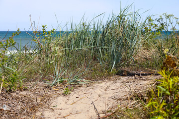 A variety of plants grow on the sandy dunes along the Baltic Sea coast in Mielno, Poland