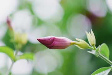 Allamanda blanchetii