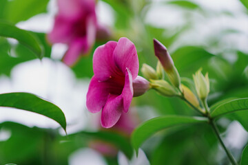 Allamanda blanchetii