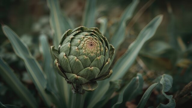 Since ancient eras, artichokes have been cultivated and eaten as a food crop in moderate climates.