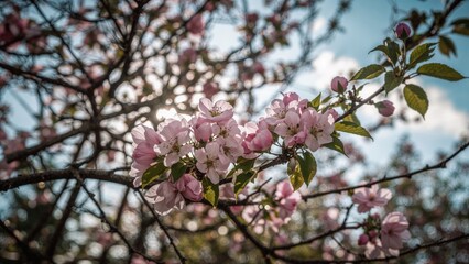 Close-up of spring tree flowers with focused detail