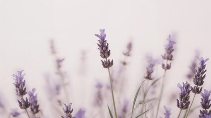 Obraz premium Delicate Haze Surrounding Lavender Blossoms