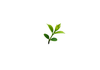 Macro shot of weathered wood with peeling cerulean paint and a vibrant green sprout emerging from a crack, on a clean transparent background, concept of resilience and rebirth