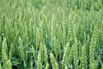 green wheat field in summer