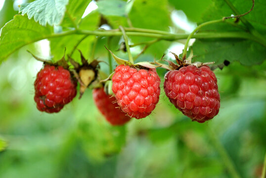 ripe raspberry on a bush