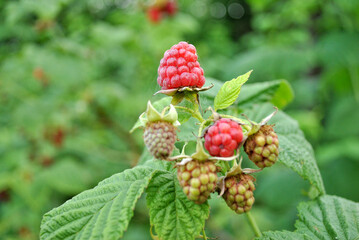 wild strawberry on a bush
