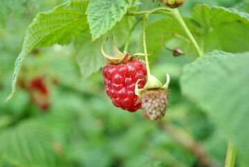 raspberry on a bush