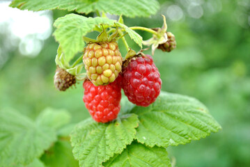 ripe raspberry on a bush