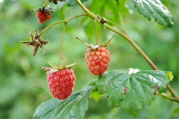 wild strawberry on a branch
