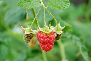 raspberry on a bush