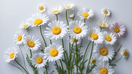 Obraz premium Close-up image of daisies against a plain white studio backdrop