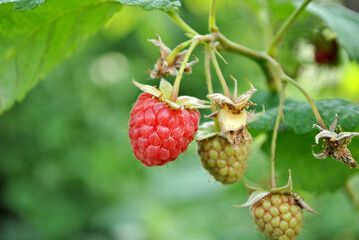 raspberry on a branch
