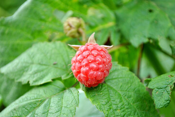 raspberry on a bush