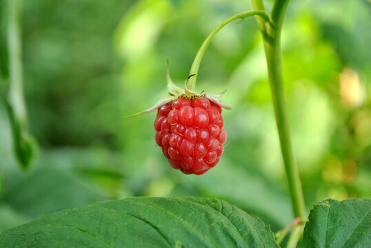 raspberry on a bush