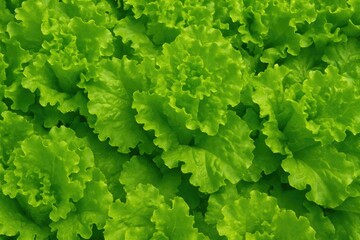 Close-up of fresh leafy greens available from traditional vendors