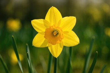 Obraz premium Early spring daffodil blossom up close