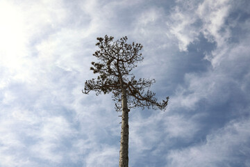 Only these branches at the top of the tree remain after the strong winds, as seen in Mielno, Poland