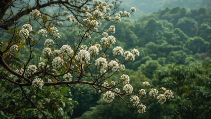 Naklejka premium Branches decorated with bunches of tiny white blossoms