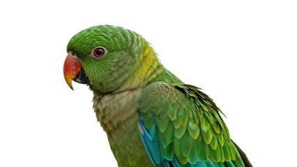 Obraz premium Lively tropical bird set on a clean white surface