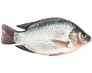Fototapeta premium Raw Nile Tilapia Seafood PNG