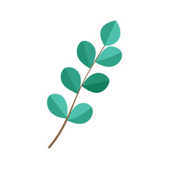 eucalyptus branch, green leaf isolated on white background