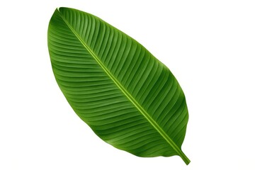 Obraz premium Close-up of vibrant palm and banana leaves against a white backdrop